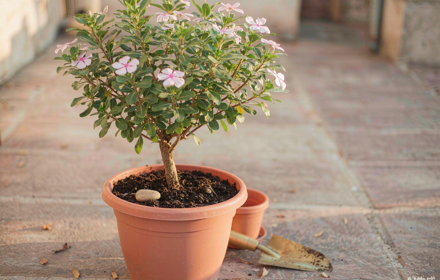 A young flowering shrub planted in a terracotta planter with a smooth river stone at its base on a sunlit patio