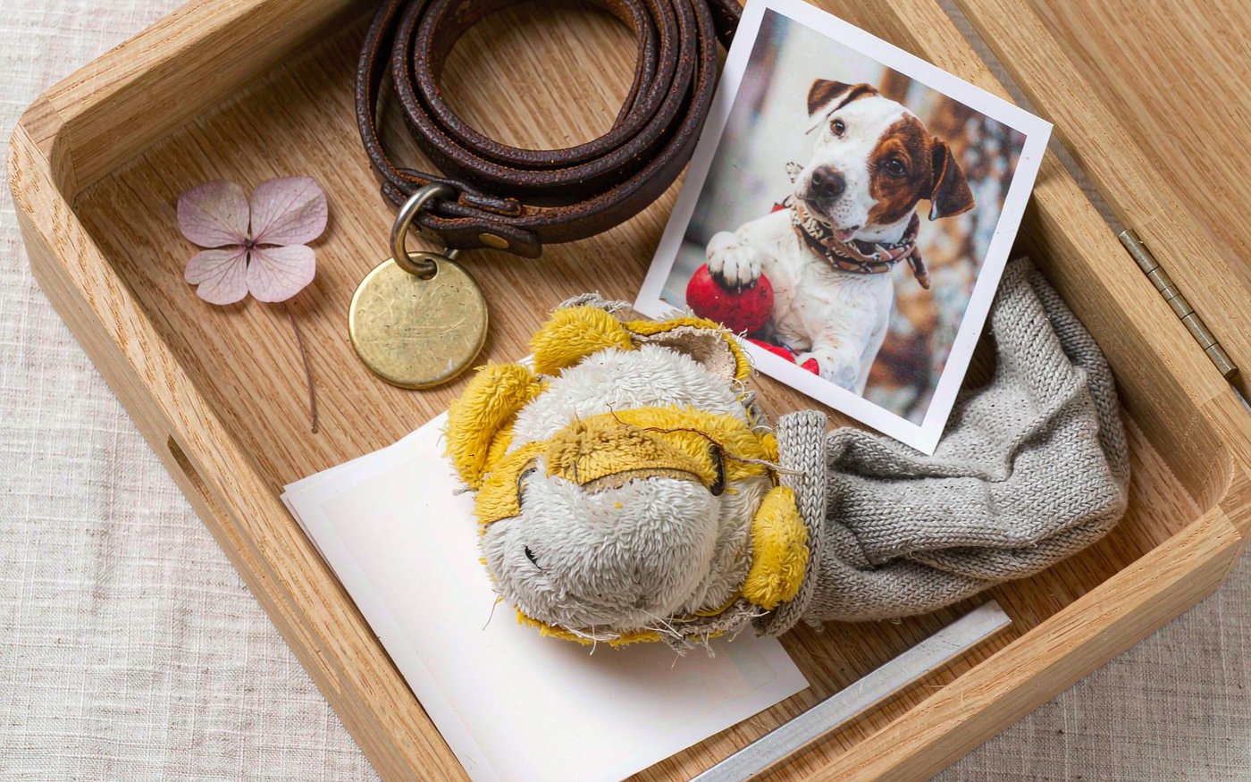 An open wooden memory box holding a coiled leather dog collar with a brass tag, a favorite fabric toy, printed photographs, a folded blanket and a dried flower