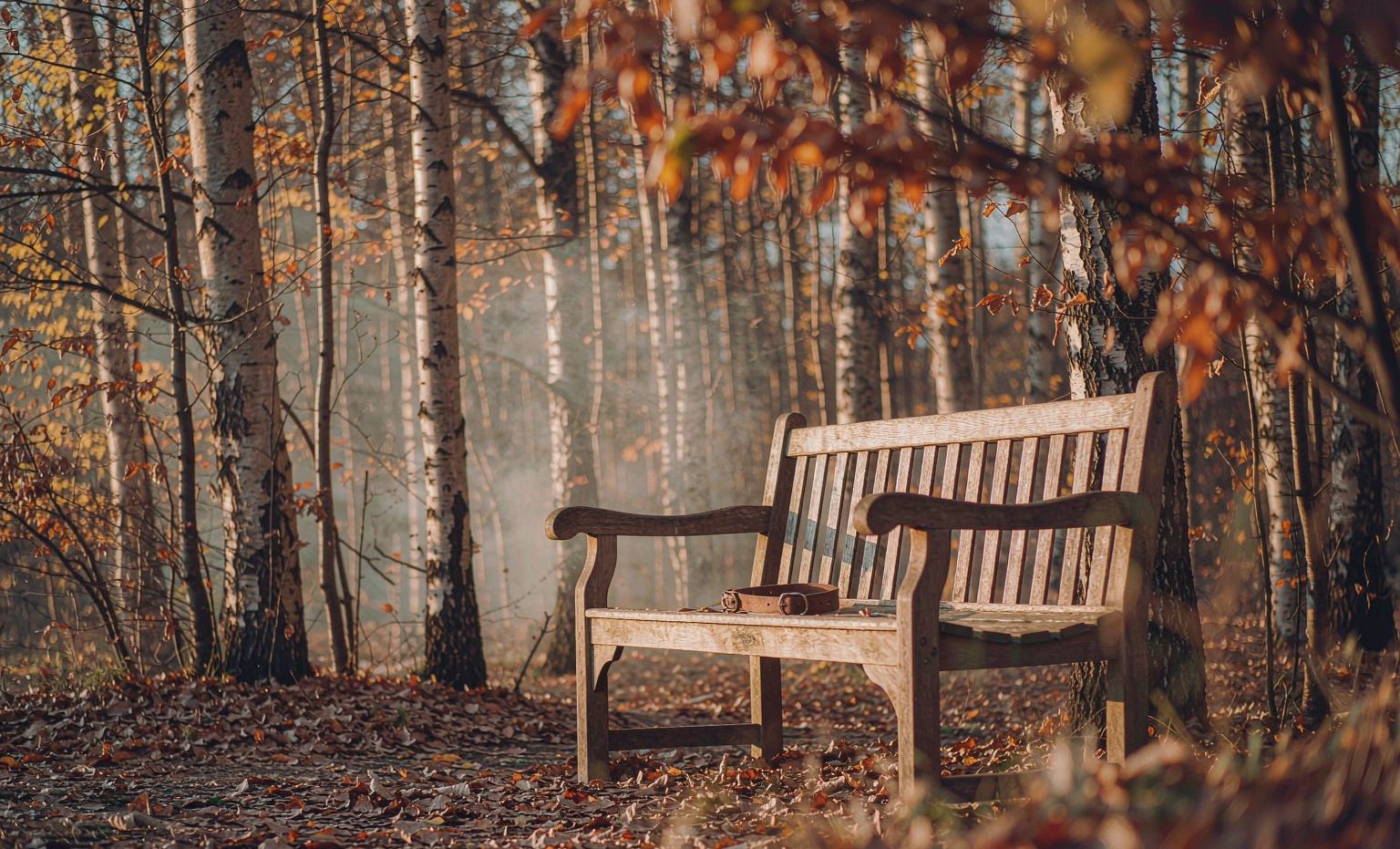 A wooden bench beside an autumn woodland path with a worn leather dog collar resting on the seat &mdash; how long does grief last after losing a pet