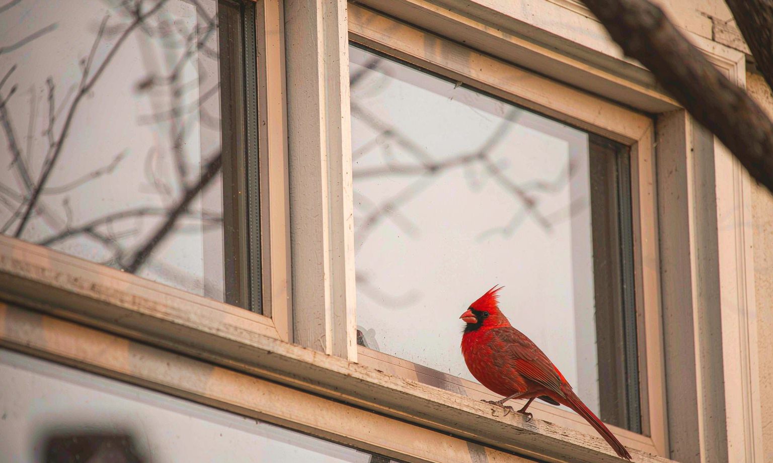A red cardinal perched on a windowsill, the most commonly reported 'sign' after the death of a pet